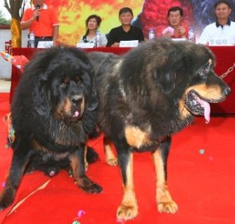 390万天价藏獒王“完婚” “獒王”配种一次20万元(图)